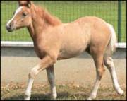 Prometea, el primer caballo clonado del mundo 