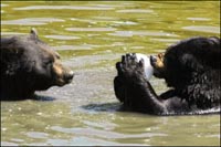 Un oso degusta un helado de pescado en el zoo de Thoiry